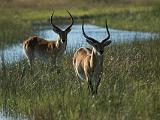 Africa 190 : Africa, Animal, Botswana, Mammal, Okavango, Red Lechwe, Vumbura Plains